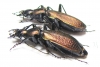 Carabus (Archiplectes) faunus faunulus, pair  Abkhazia - INSECTS-STORE.RU
