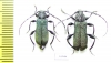 Ropalopus lederi, pair  Russia, Krasnodar reg. - INSECTS-STORE.RU