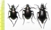 Calosoma inquisitor, pair  Russia - INSECTS-STORE.RU