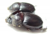 Orphninae sp., pair  Tanzania - INSECTS-STORE.RU