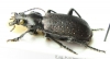 Calosoma aethiops?  South Africa Rep. - INSECTS-STORE.RU
