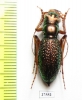 Megacephala apicespinosa, male  Zambia - INSECTS-STORE.RU