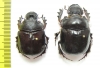 Heliocopris hermes, pair  Kenya - INSECTS-STORE.RU