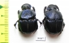 Phanaeus palliatus, pair  Mexico - INSECTS-STORE.RU