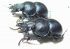 Lethrus bulbocerus, pair  Kazakhstan - INSECTS-STORE.RU