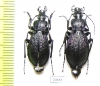 Carabus (Sphodristocarabus) janthinus janthinus, pair  Abkhazia - INSECTS-STORE.RU
