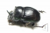 Copris sp.  Namibia - INSECTS-STORE.RU