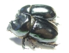 Cheiroplatys nitidus, pair  Australia - INSECTS-STORE.RU