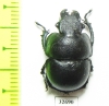 Lethrus frater, male  Tajikistan - INSECTS-STORE.RU