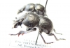 Lethrus tschitscherini, pair  Kazakhstan - INSECTS-STORE.RU