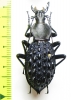 Carabus (Coptolabrus) pustulifer shangzhoicus  China - INSECTS-STORE.RU