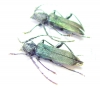 Ropalopus lederi, pair  Russia, Krasnodar reg. - INSECTS-STORE.RU
