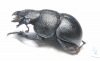 Lethrus frater, male  Tajikistan - INSECTS-STORE.RU
