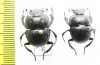 Lethrus tschitscherini, pair  Kazakhstan - INSECTS-STORE.RU