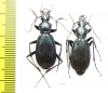 Carabus (Tribax) agnatus agnatus, pair  Russia, Karachaevo-Cherkessia reg. - INSECTS-STORE.RU