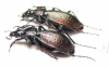 Carabus (Sphodristocarabus) armeniacus repletus, pair  Georgia - INSECTS-STORE.RU