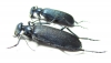 Cyaneolytta sp.  Zimbabwe - INSECTS-STORE.RU