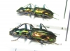 Carabidae sp.  Malaysia - INSECTS-STORE.RU