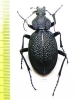 Carabus (Procerus) scabrosus falletianus, female  Armenia 48mm - INSECTS-STORE.RU
