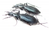 Carabus (Tribax) agnatus agnatus, pair  Russia, Karachaevo-Cherkessia reg. - INSECTS-STORE.RU