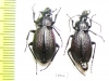 Carabus (Sphodristocarabus) armeniacus scintillus, pair  Georgia - INSECTS-STORE.RU