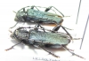 Ropalopus lederi, pair  Russia, Krasnodar reg. - INSECTS-STORE.RU
