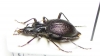 Scaphinotus marginatus  Canada - INSECTS-STORE.RU