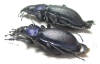 Carabus (Megodontus) schoenherri chakassicus, pair  Russia, Khakassia reg. - INSECTS-STORE.RU