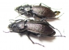 Carabus (Sphodristocarabus) armeniacus scintillus, pair  Georgia - INSECTS-STORE.RU