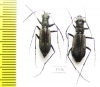 Cicindelinae sp., pair  Zambia - INSECTS-STORE.RU