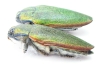 Steraspis ceardi, pair  Morocco - INSECTS-STORE.RU