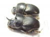 Copris sp., pair  Mali - INSECTS-STORE.RU