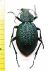 Carabus (Procerus) scabrosus miskai, female  Armenia 51mm - INSECTS-STORE.RU
