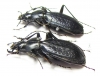 Carabus (Archiplectes) heikertingeri okumicus, pair  Georgia - INSECTS-STORE.RU