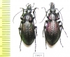 Carabus (Sphodristocarabus) armeniacus sieversi, pair  Georgia - INSECTS-STORE.RU