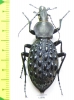 Carabus (Coptolabrus) pustulifer  China - INSECTS-STORE.RU