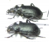 Calosoma imbricatum deserticola, pair  Turkmenistan - INSECTS-STORE.RU