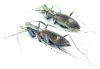 Cicindelinae sp., pair  Zambia - INSECTS-STORE.RU