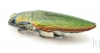 Steraspis ceardi  Morocco - INSECTS-STORE.RU