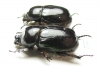 Dynastinae sp., pair  Angola - INSECTS-STORE.RU