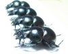 Lethrus gissaricus, pair  Uzbekistan - INSECTS-STORE.RU