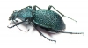 Carabus (Procerus) scabrosus miskai, male  Armenia 47mm - INSECTS-STORE.RU