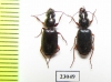 Cymindis miliaris  Kazakhstan - INSECTS-STORE.RU