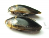Dytiscidae sp., pair  Thailand - INSECTS-STORE.RU