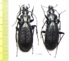 Carabus (Archiplectes) heikertingeri okumicus, pair  Georgia - INSECTS-STORE.RU