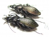 Carabus (Sphodristocarabus) armeniacus sieversi, pair  Georgia - INSECTS-STORE.RU