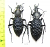 Carabus (Coptolabrus) pustulifer, pair  China - INSECTS-STORE.RU