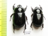 Dynastinae sp., pair  Angola - INSECTS-STORE.RU