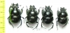Lethrus gissaricus, pair  Uzbekistan - INSECTS-STORE.RU