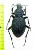 Carabus (Procerus) scabrosus miskai, male  Armenia 47mm - INSECTS-STORE.RU